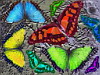 miniatura_farfalle1 copia